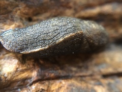 Tandonia budapestensis
