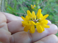 Securigera securidaca