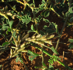 Indigofera daleoides image