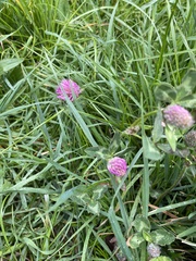 Trifolium pratense
