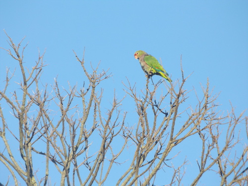 Vinaceous-breasted Amazon (Amazona vinacea)