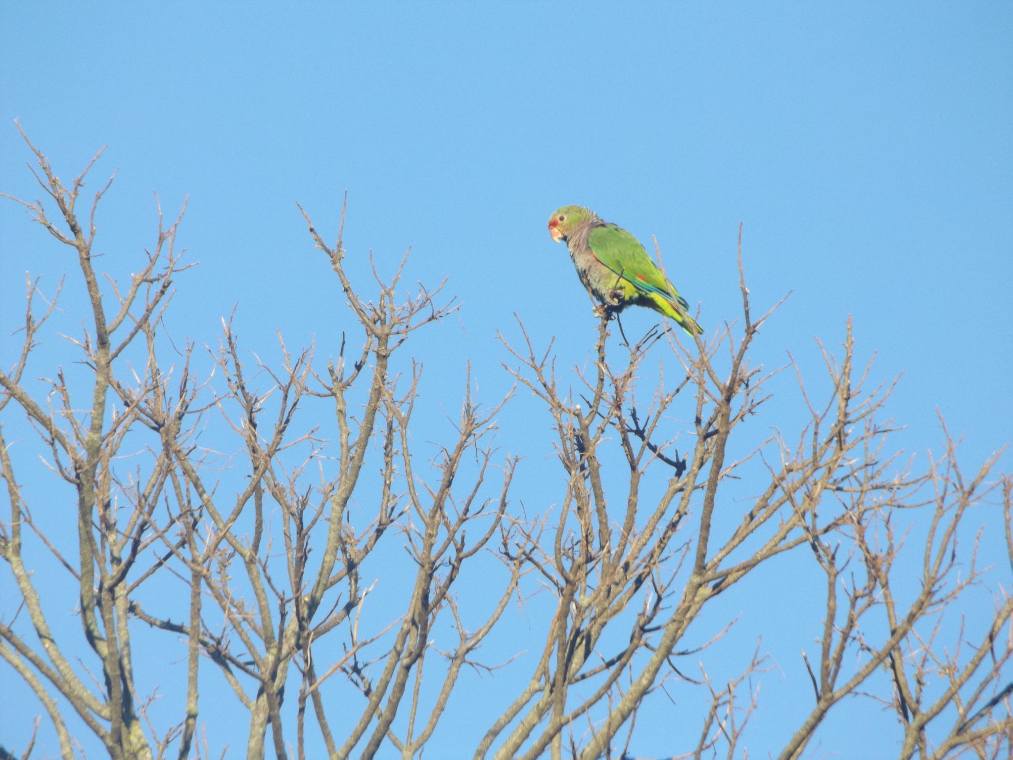 Vinaceous-breasted Amazon (Amazona vinacea)
