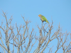 Amazona vinacea