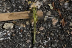 Gomphus