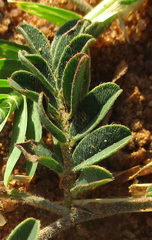 Indigofera daleoides image