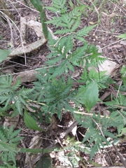 Doryopteris concolor