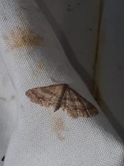 Idaea fractilineata