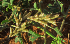 Indigofera daleoides image