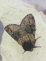 Ocneria atlantica