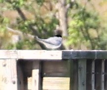 iNaturalist observation 2021-05-01