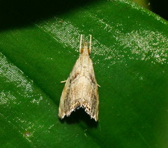 Glaucocharis dilatella