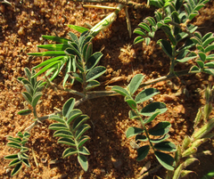 Indigofera daleoides image