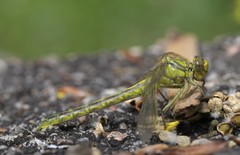Gomphus