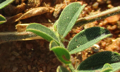 Indigofera daleoides image