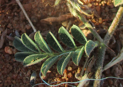 Indigofera daleoides image