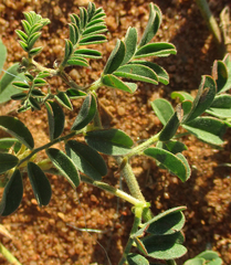 Indigofera daleoides image