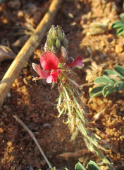 Indigofera daleoides image