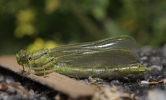Gomphus