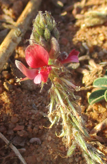 Indigofera daleoides image