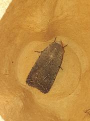 Caradrina flavirena