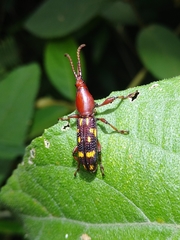 Baryrhynchus poweri