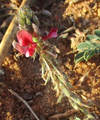 Indigofera daleoides image