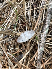Lomographa glomeraria