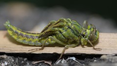 Gomphus