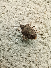 Halyomorpha halys