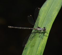 Austroargiolestes calcaris