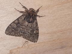 Ocneria atlantica