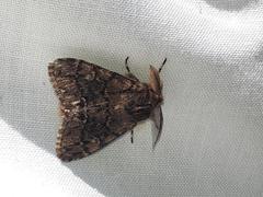 Ocneria atlantica