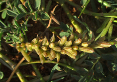 Indigofera daleoides image