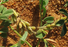 Indigofera daleoides image