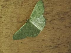 Phaiogramma faustinata