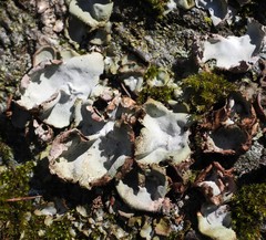 Umbilicaria hirsuta