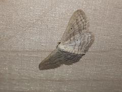 Idaea elongaria