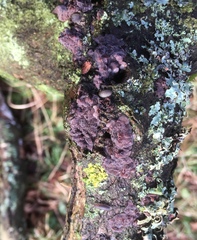 Radulomyces confluens