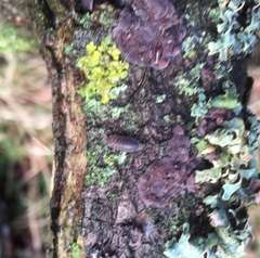 Radulomyces confluens