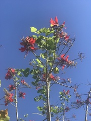 Erythrina variegata