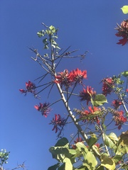 Erythrina variegata