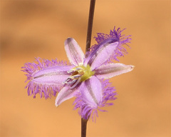 Thysanotus baueri