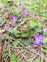 Viola rupestris