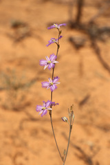 Thysanotus baueri