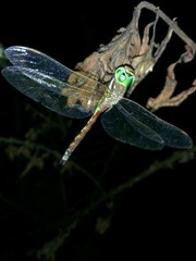 Anaciaeschna jaspidea