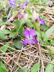 Viola rupestris