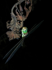 Anaciaeschna jaspidea