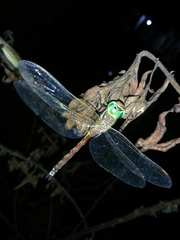 Anaciaeschna jaspidea