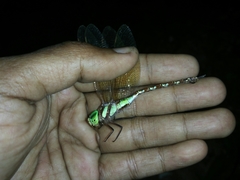 Anaciaeschna jaspidea