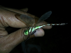 Anaciaeschna jaspidea